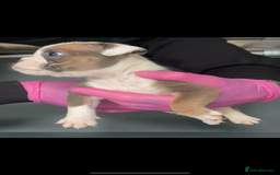 English Bulldog dogs for sale: KC registered English Bulldog Puppies  - Image 24
