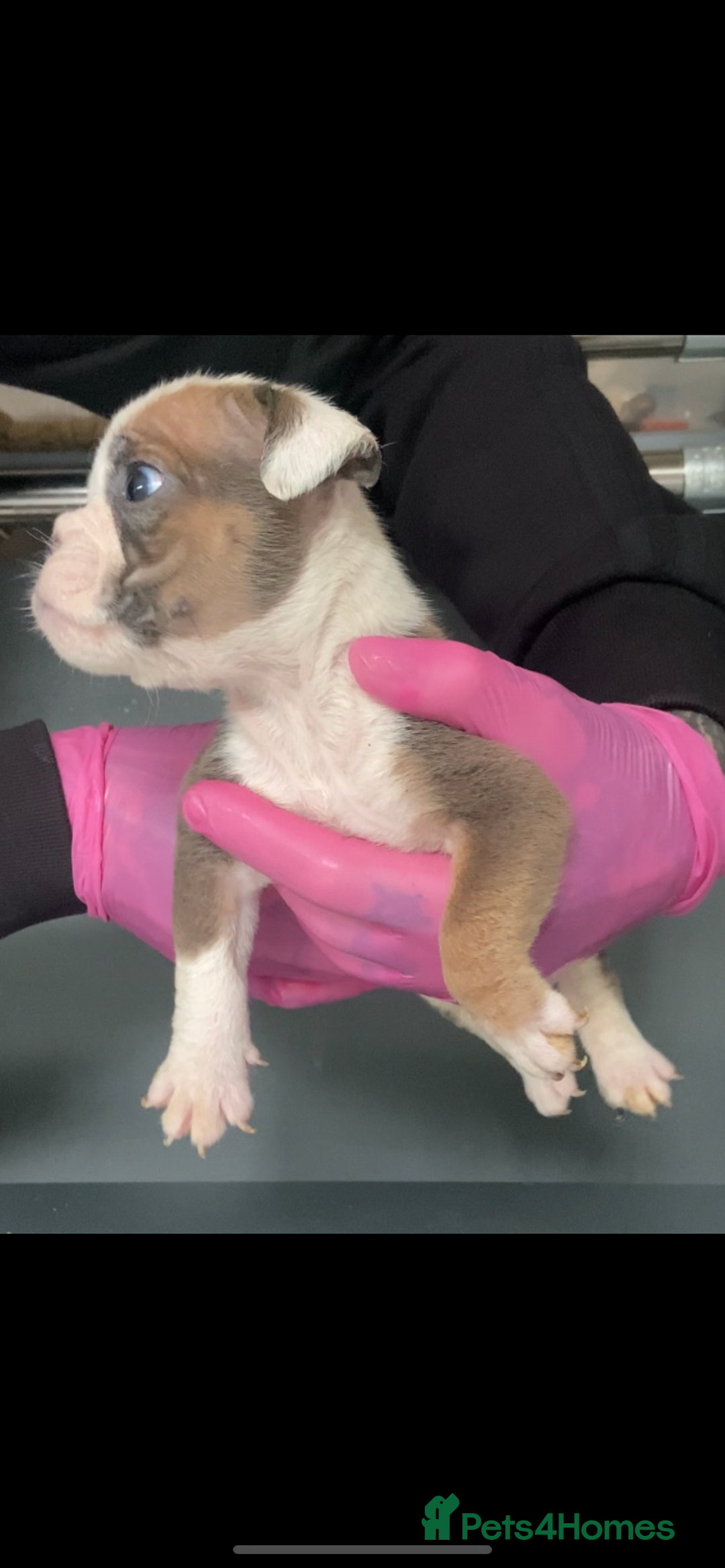 English Bulldog dogs for sale: KC registered English Bulldog Puppies  - Image 24