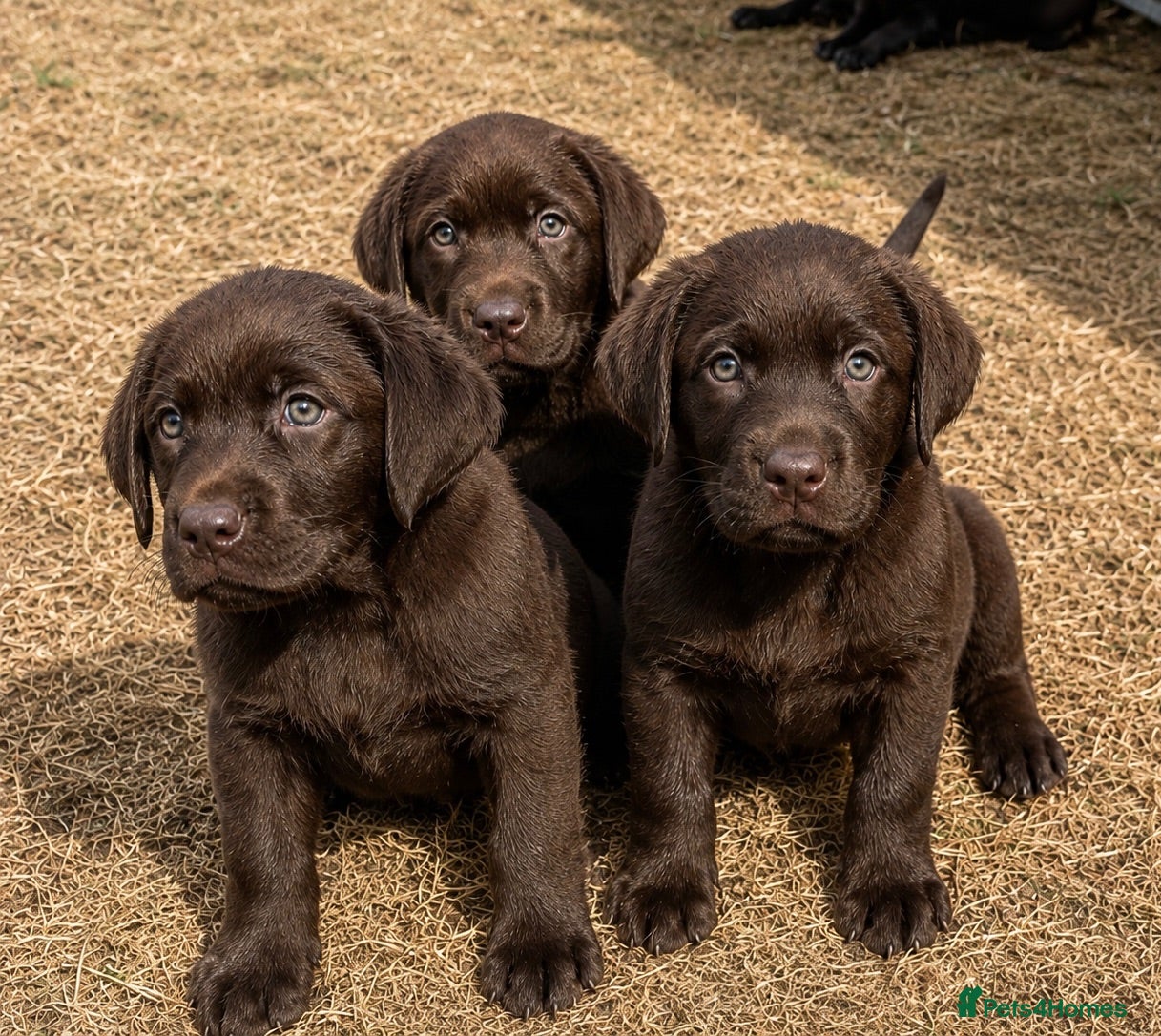 Labrador Retriever dogs 5 ⭐️ KC, VET checked, CHOCOLATE LABRADORS - Advert 1