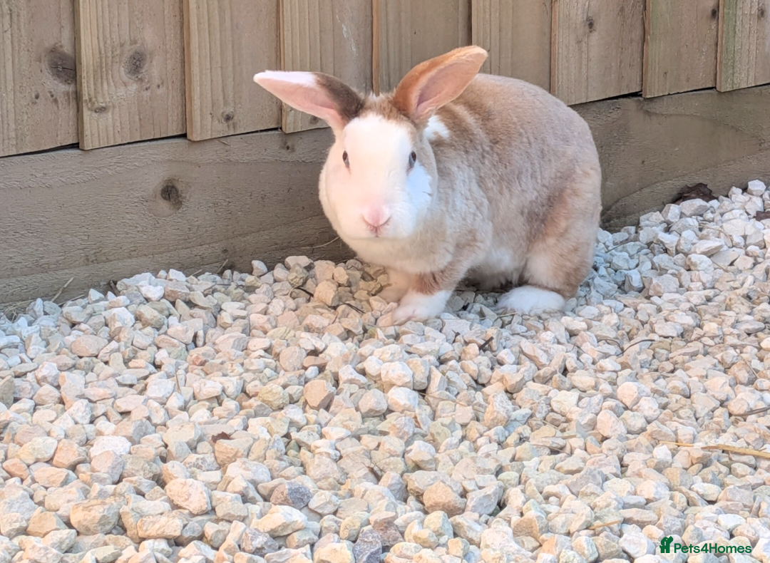 Mixed Breed rabbits for sale: Female rabbit WITH HUTCH and everything needed. - Advert 2