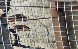 Finches birds for sale: Young Zebra finches for sale in East London E12 - Image 3