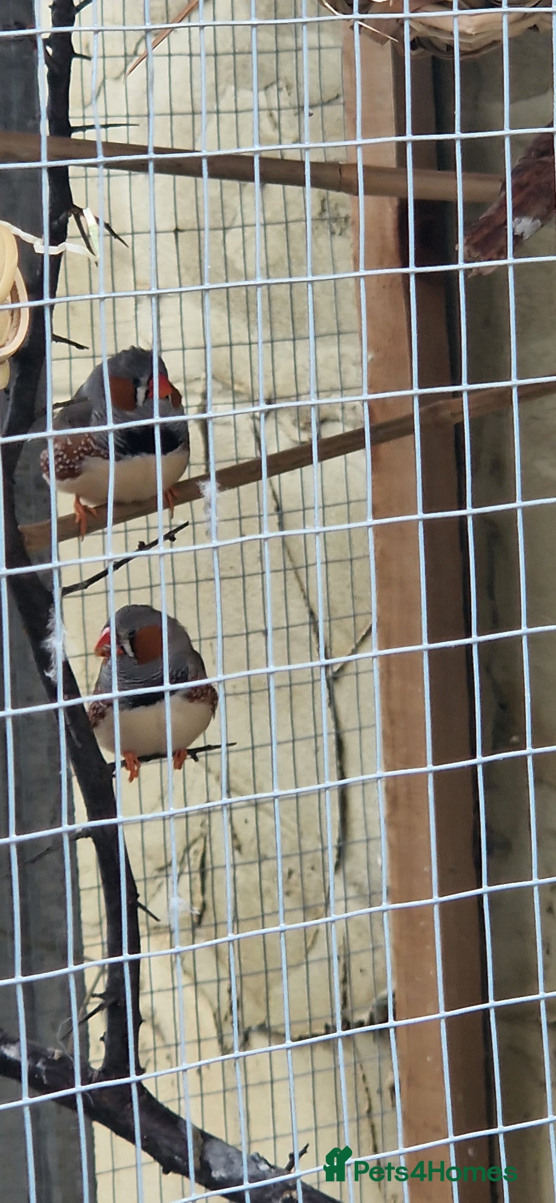 Finches birds for sale: Young Zebra finches for sale in East London E12 - Image 3