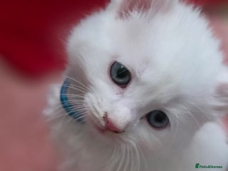 Ragdoll cats - Advert 2