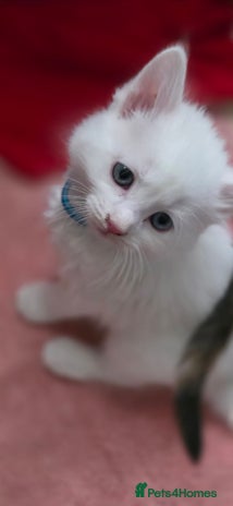 Ragdoll cats - Advert 15