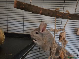 Chinchilla rodents One male chinchilla - Advert 5