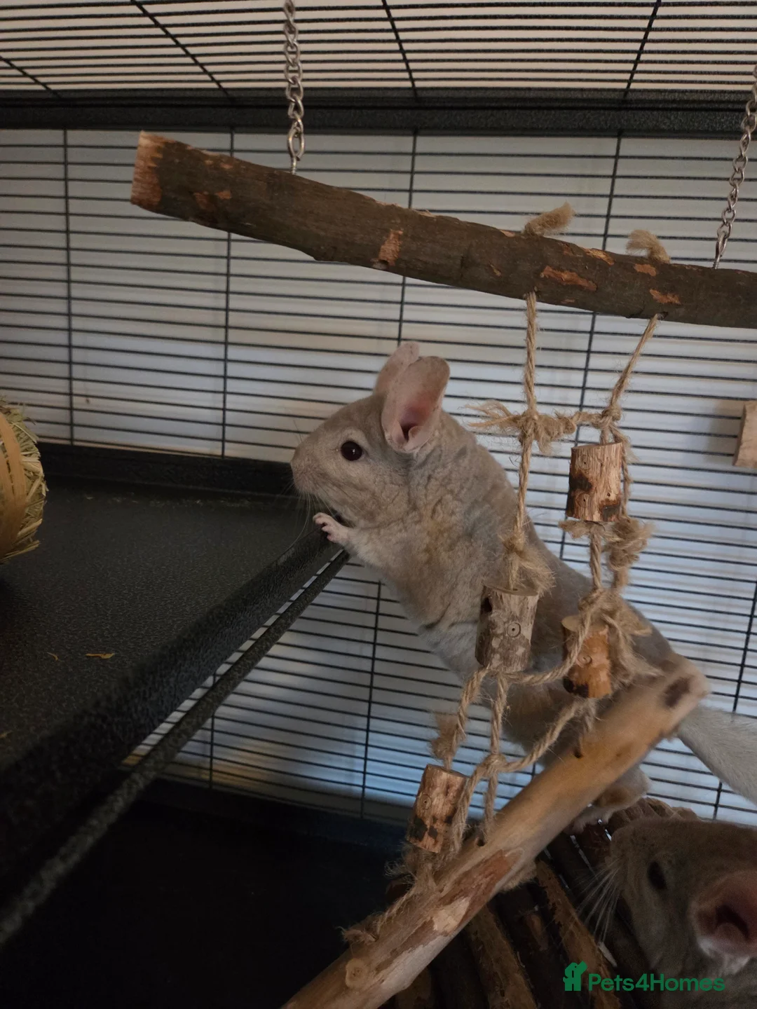 Chinchilla rodents for sale: One male chinchilla  - Advert 1