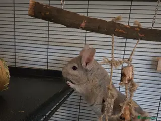 Chinchilla rodents One male chinchilla - Advert 4