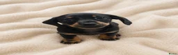 Miniature Dachshund dogs for sale: Lovely litter of 5 Miniature Dachshunds  - Advert 3