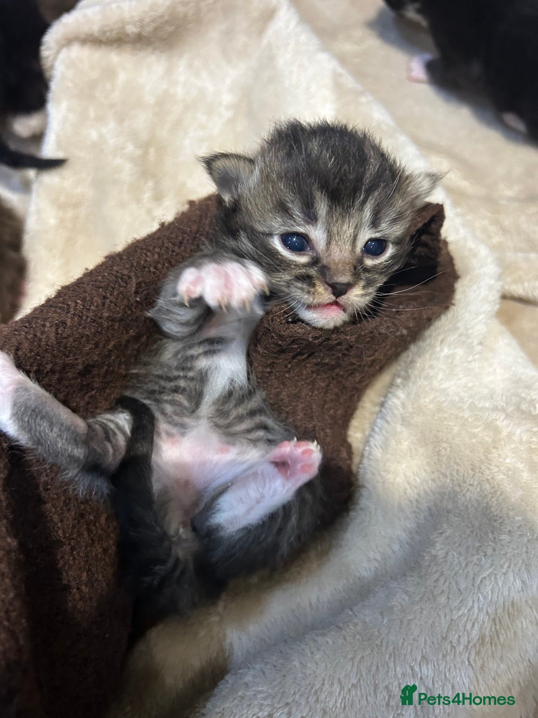 Ragdoll cats for sale: X RAGDOLL KITTENS - Advert 7