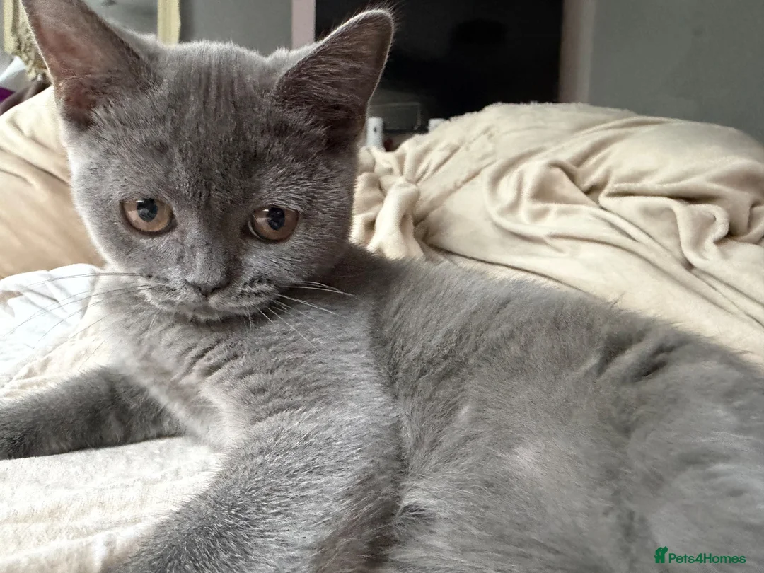 Scottish Fold cats for sale: Scottish Straight Female Kitten - Advert 3