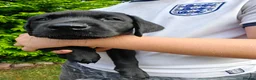 Labrador Retriever dogs for sale: Mr Orange – Gorgeous Black Labrador Boy - Advert 9