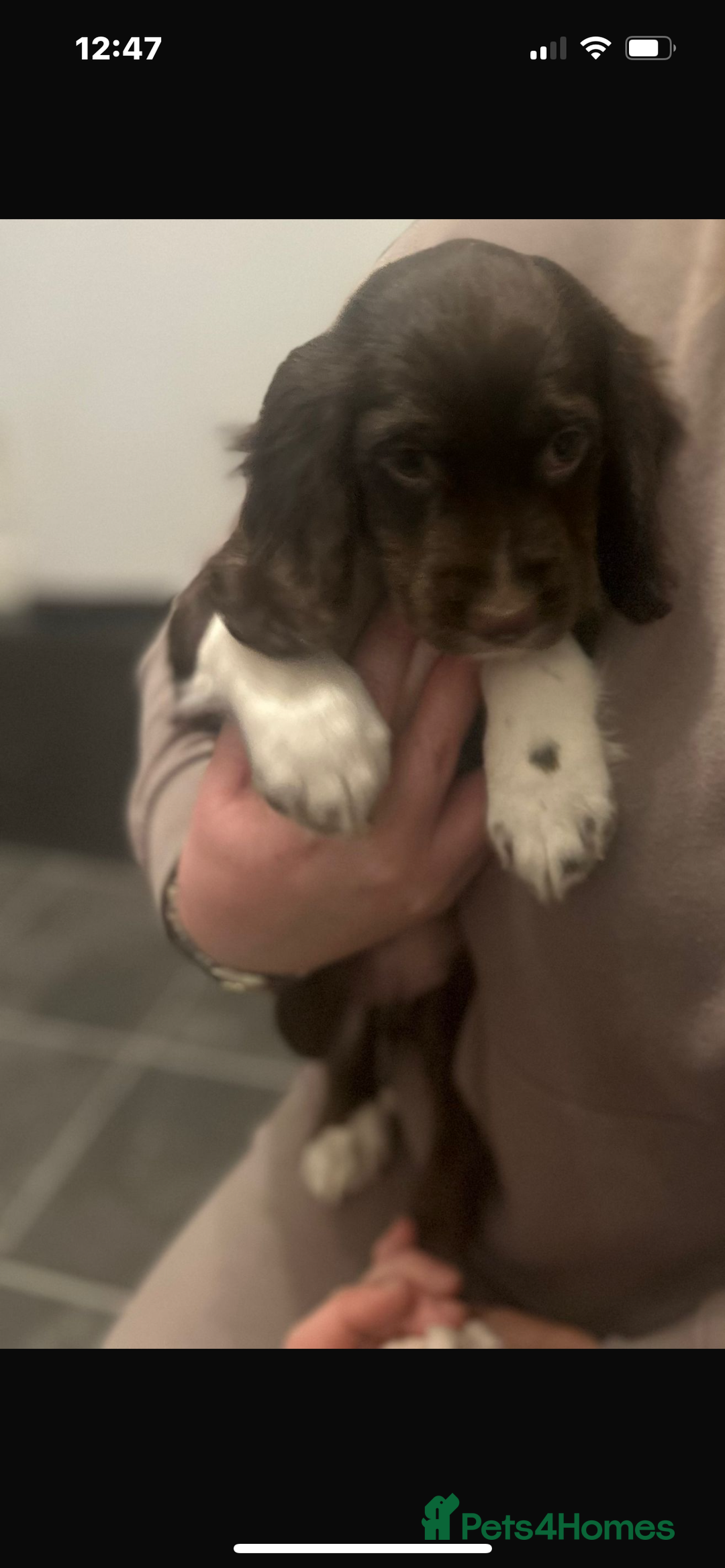 Cocker Spaniel dogs for sale: Cocker Spaniel Bitch *For Sale* - Advert 7