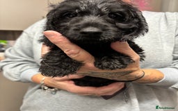 Doxiepoo dogs for sale: doxipoo puppies READY NOW - Image 5