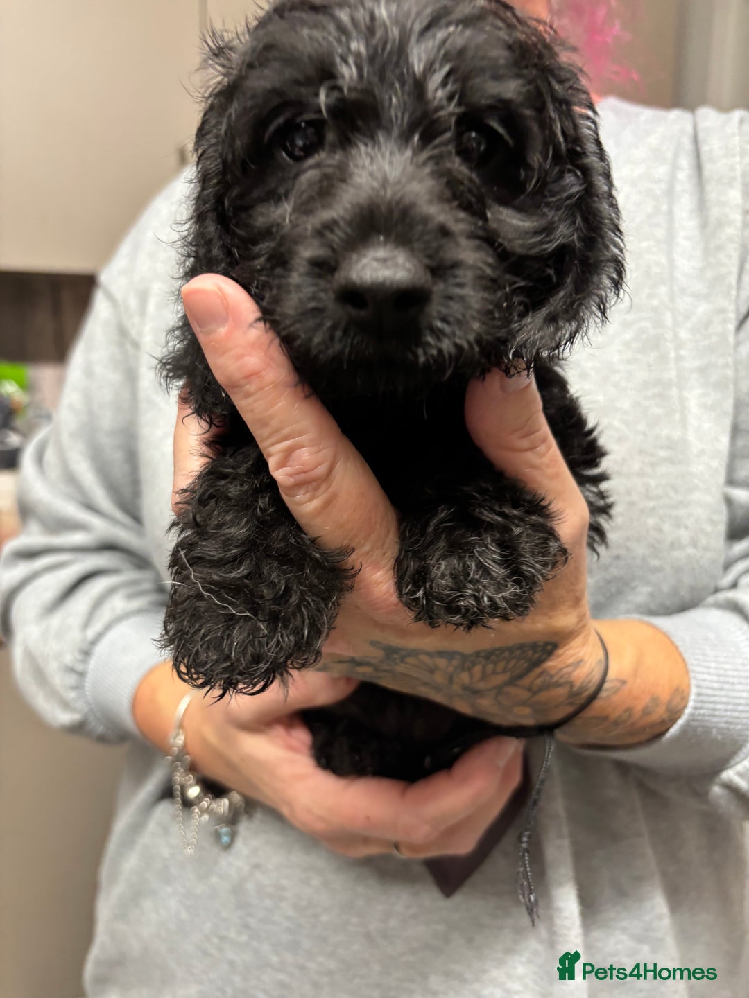 Doxiepoo dogs for sale: doxipoo puppies READY NOW - Image 5