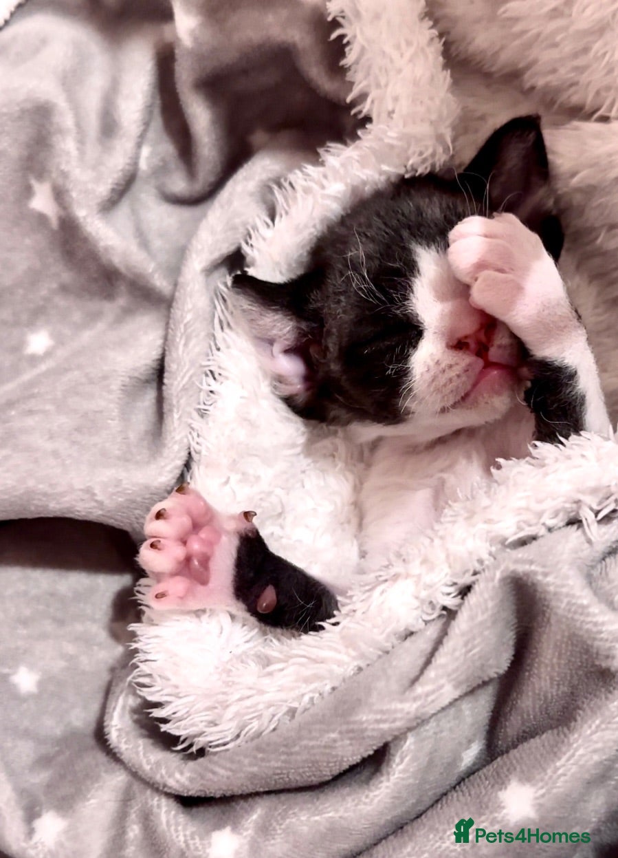 Devon Rex cats Very rare to see beautiful kittens  - Advert 9
