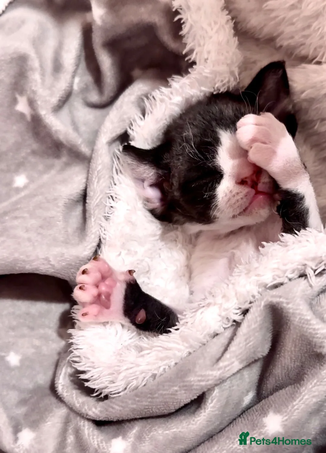 Devon Rex cats for sale: Very rare to see beautiful kittens  - Advert 1