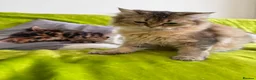 British Longhair cats for sale: British Longhair Kittens only 2 left - Advert 2