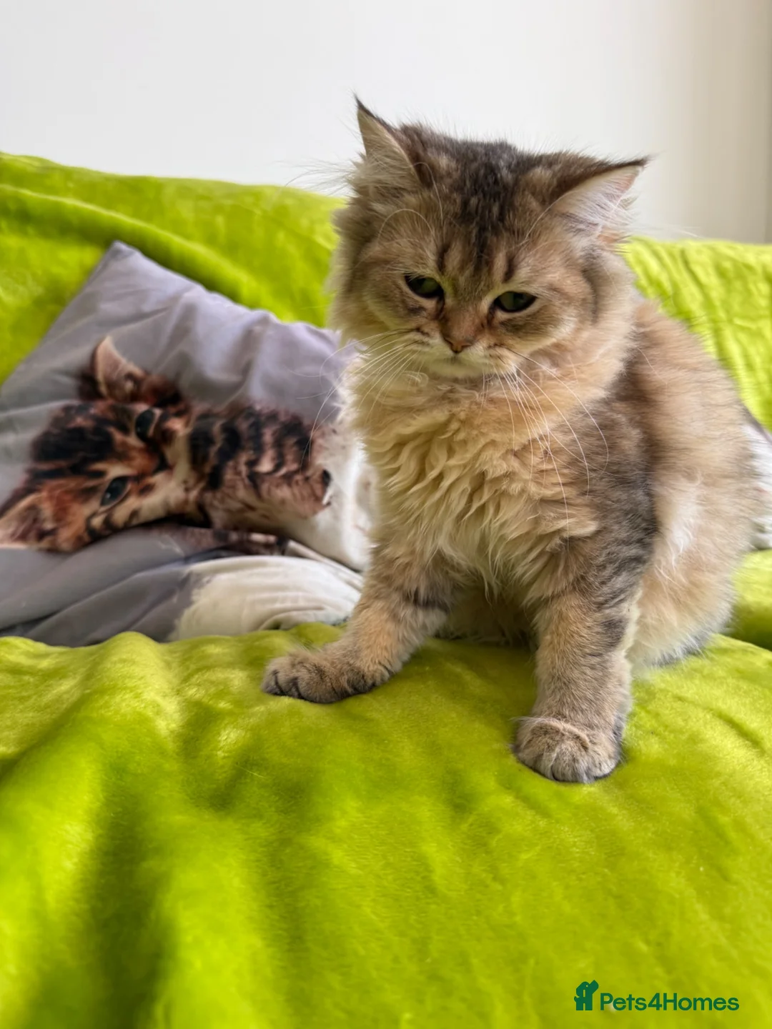 British Longhair cats for sale: British Longhair Kittens only 2 left - Advert 2