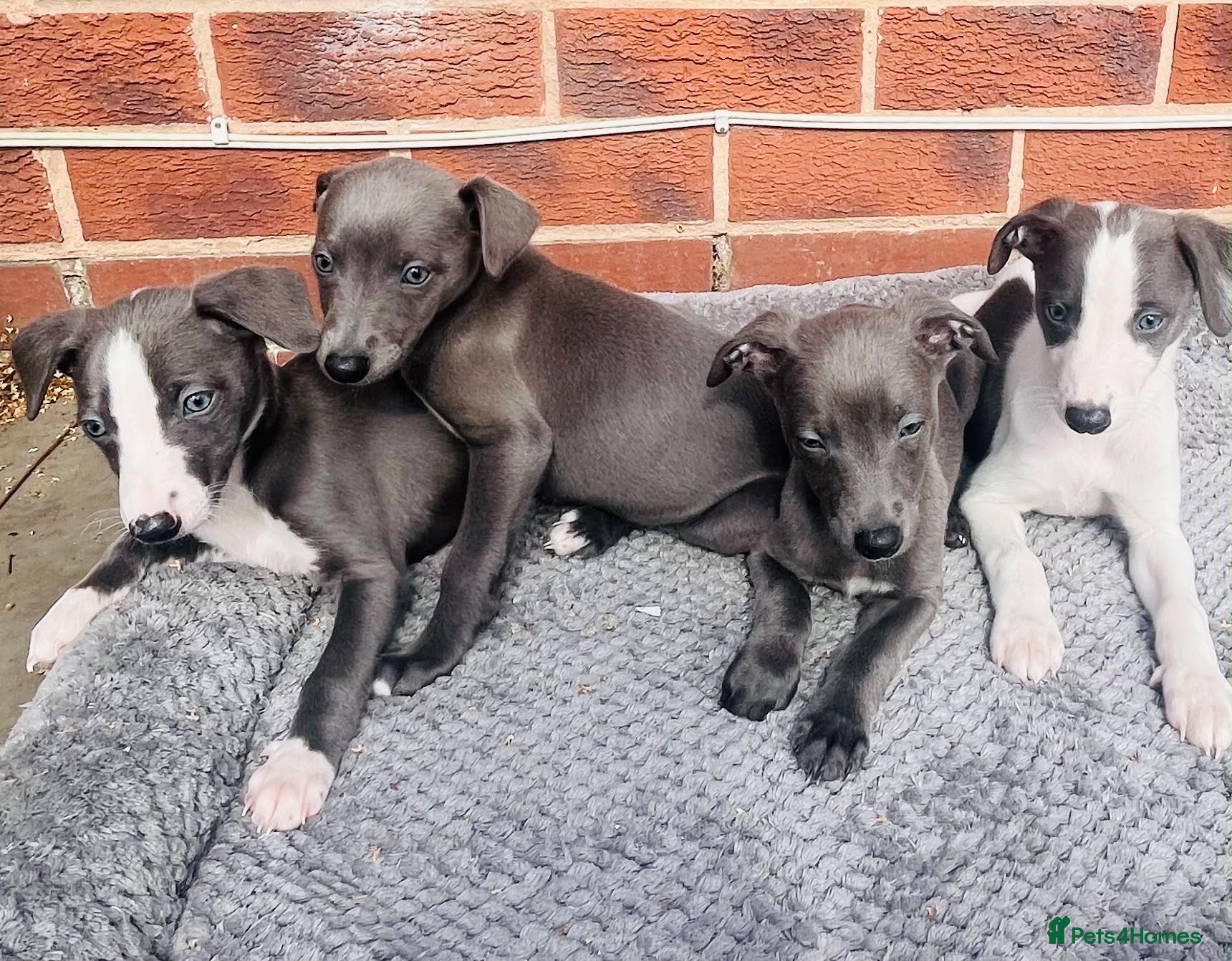 Whippet dogs Whippets ready from the 25th September  - Advert 2