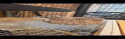 Quail poultry for sale: For free  in Bedford - Advert 2