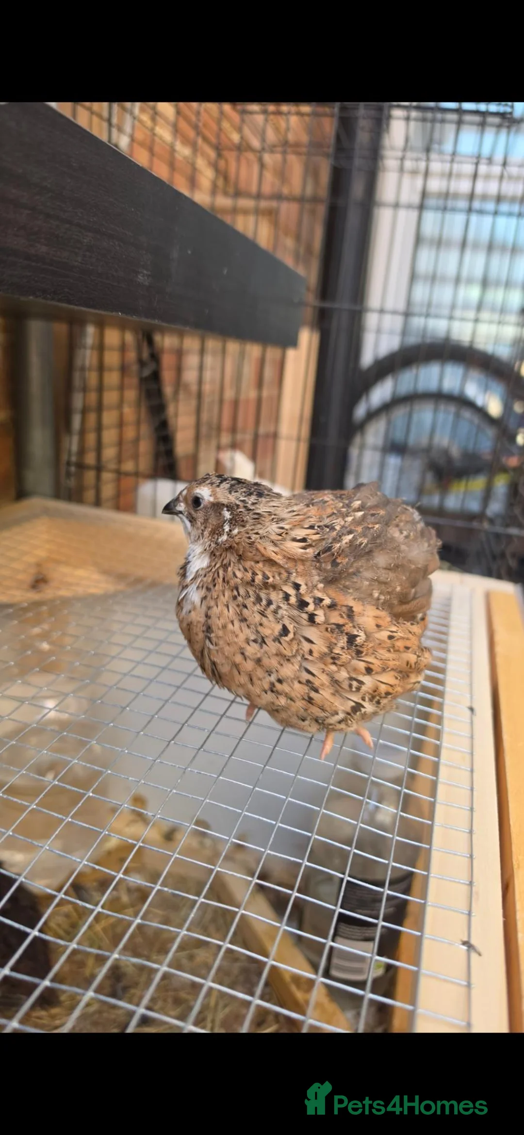 Quail poultry for sale: For free  in Bedford - Advert 2