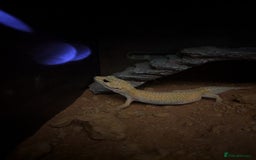 Gecko reptiles for sale: Female leopard gecko  - Image 3