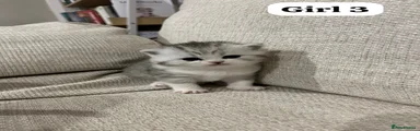 Scottish Fold 6
