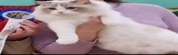Ragdoll cats for sale: 💙🐈🏆✨️Exclusive Ragdoll kittens✨️Champions lines - Advert 8