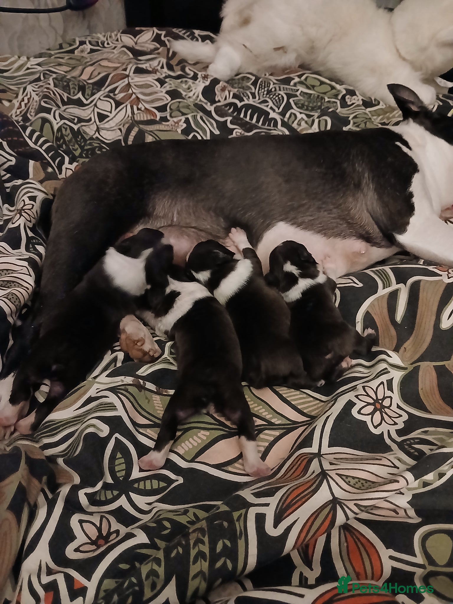 Boston Terrier dogs for sale: Boston Terrier puppies JHC4 hereditary free - Advert 8