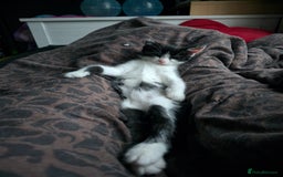 Domestic Shorthair cats for sale: Kitten black and white - Advert 6