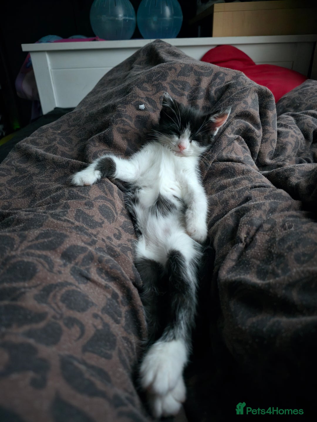 Domestic Shorthair cats for sale: Kitten black and white - Advert 6