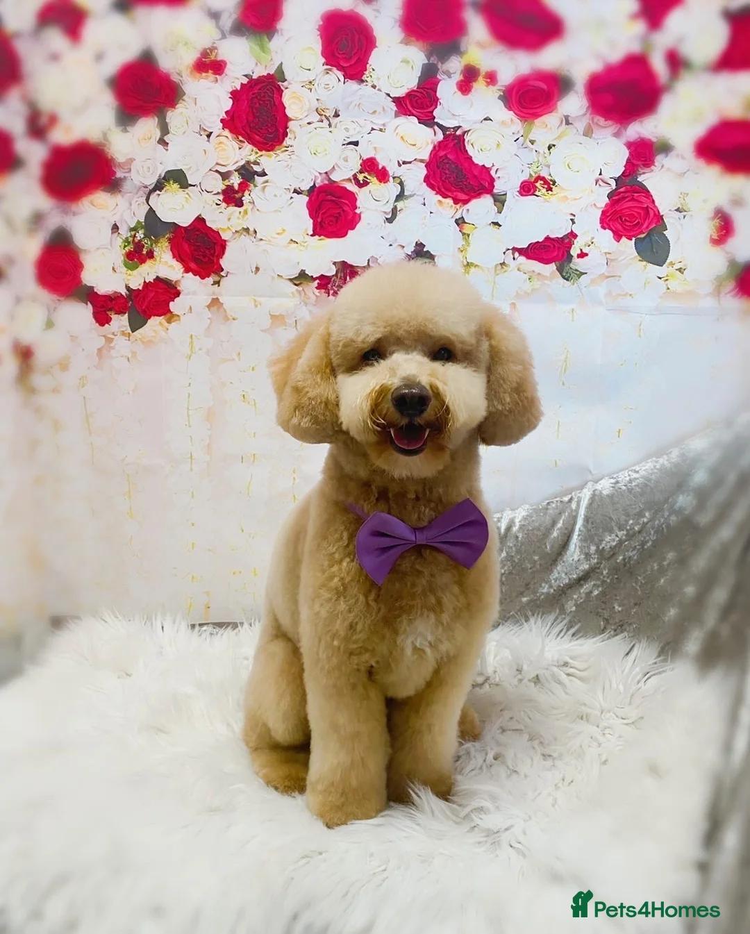 Toy Poodle dogs for stud: KC registered. GENETIC & HEALTH TESTED. in Wigan - Advert 3