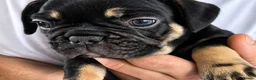 French Bulldog dogs for sale: Playful French Bulldog Puppies avaiable in Bromley - Advert 2