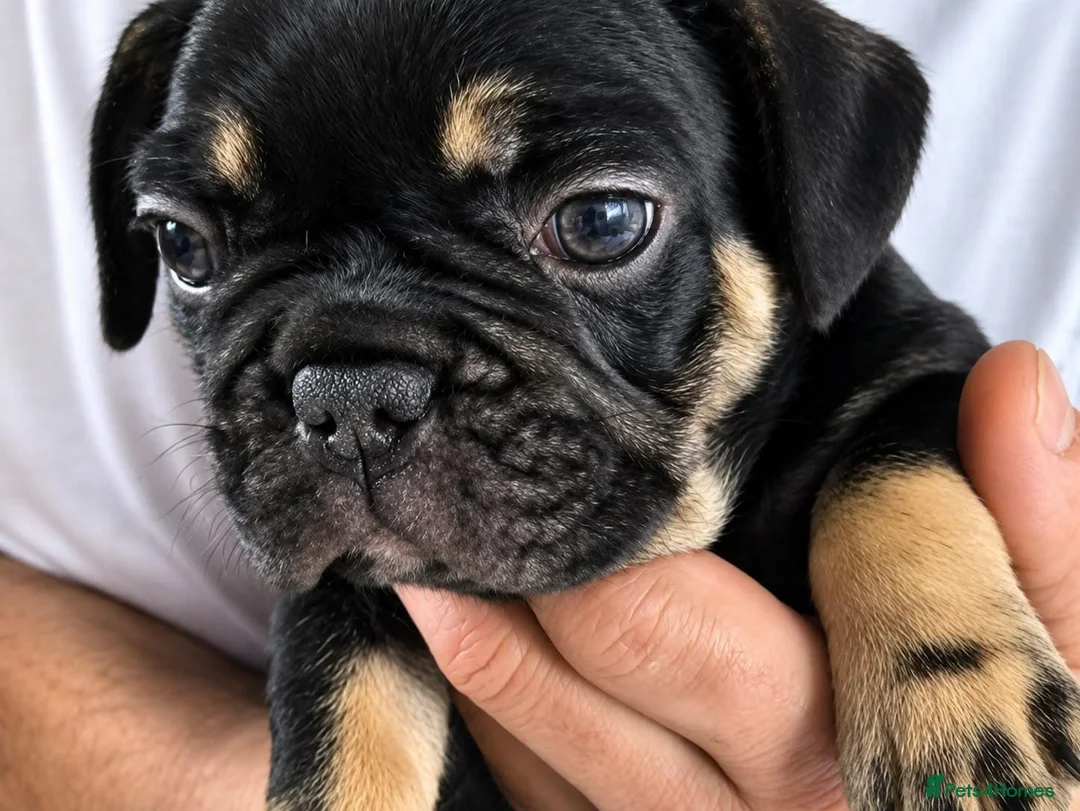 French Bulldog dogs for sale: Playful French Bulldog Puppies avaiable in Bromley - Advert 2