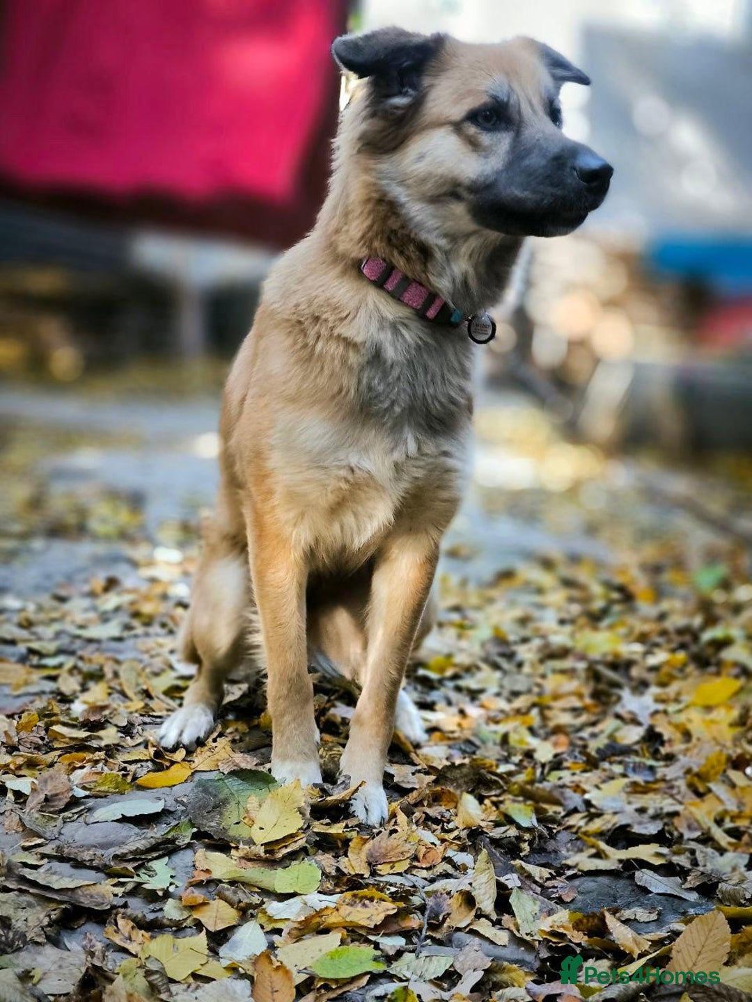 Mixed Breed dogs for adoption: 🐶💖 SOFIE 💖🐶 - Advert 9