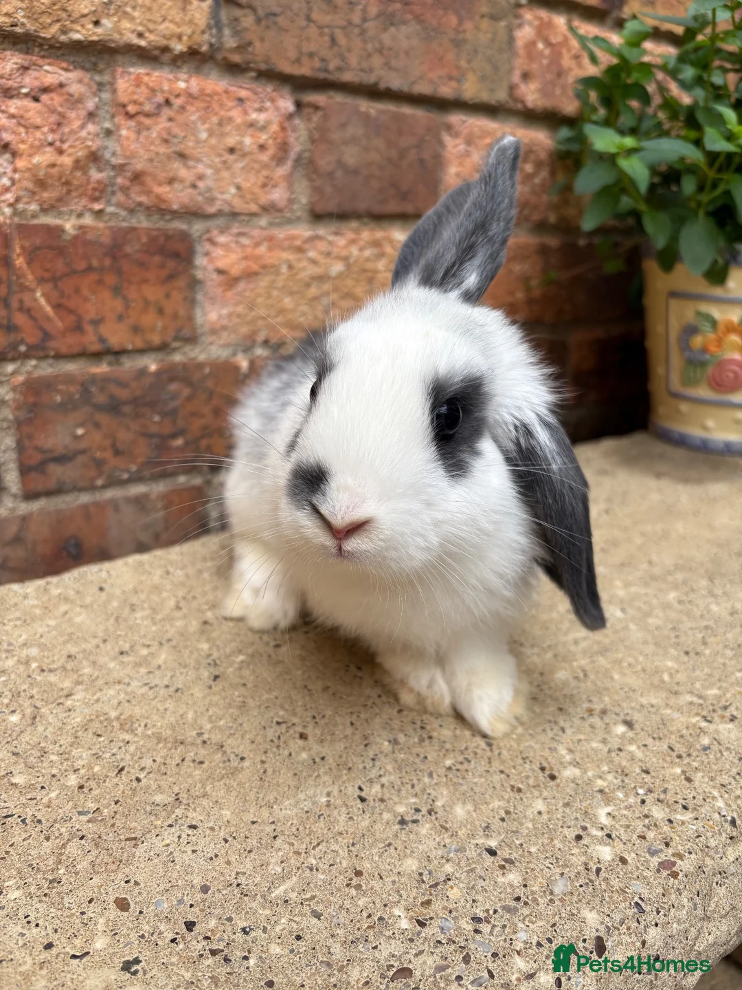 Mini Lop rabbits for sale: 1 male mini lop remaining 20 weeks old  - Advert 1