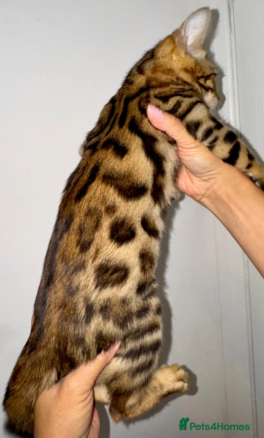 Bengal cats for sale: Beautiful Purebred Bengal Kittens – Ready Now! - Advert 2