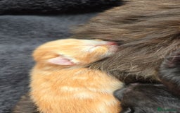 Mixed Breed cats for sale: Kittens for Sale - Image 2