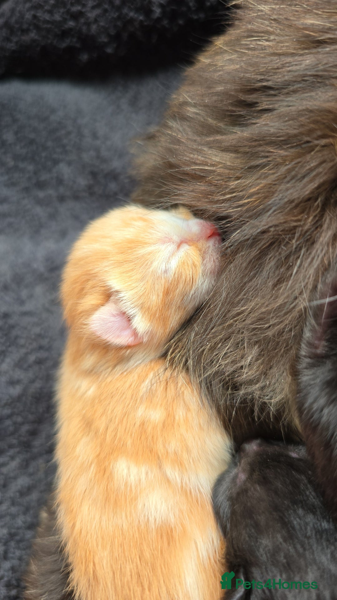 Mixed Breed cats for sale: Kittens for Sale - Image 2