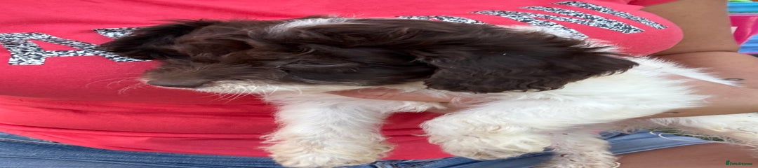 Cockapoo Puppy 5