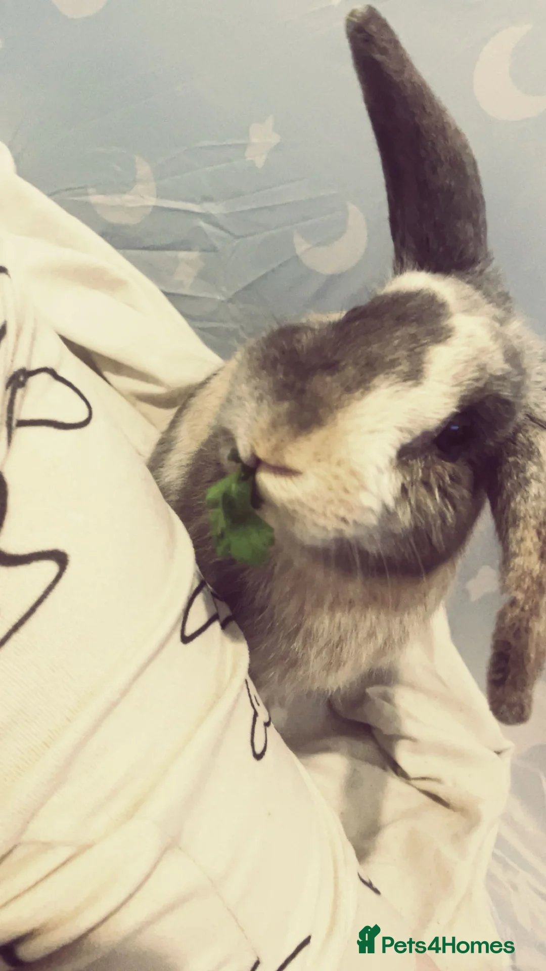 Mixed Breed rabbits for sale: Bugsy  - Advert 3