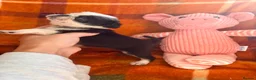 Pug dogs for sale: Panda 🐼 pug puppies carrying pink - Advert 9