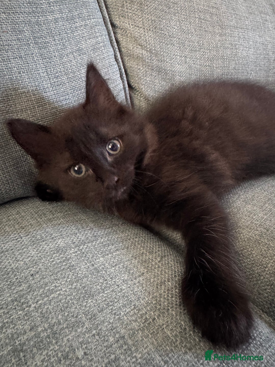 Ragdoll cats for sale: Male Ragdoll - Advert 10