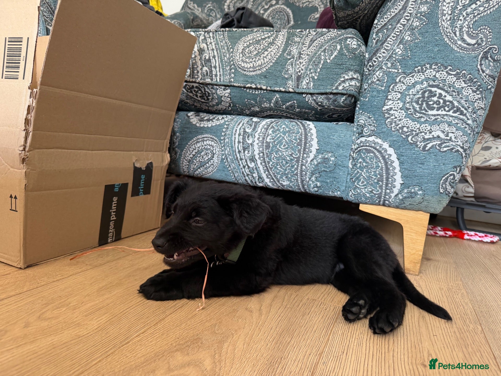 Mixed Breed dogs Remus  - Advert 1