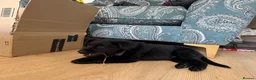Mixed Breed dogs for sale: Remus  in Market Harborough - Advert 1