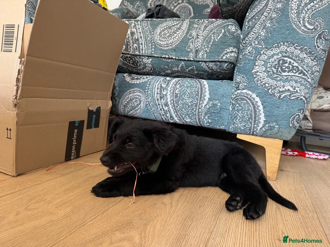 Mixed Breed dogs for sale: Remus  in Market Harborough - Advert 1