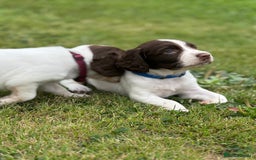 English Springer Spaniel dogs for sale: KC Registered Working Springer Spaniels  - Image 6