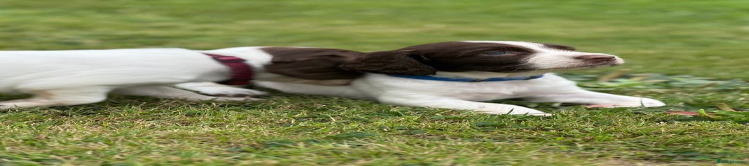 English Springer Spaniel Puppy 3