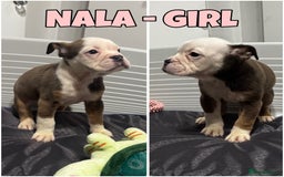 Olde English Bulldogge dogs for sale: Olde English bulldog pups 🐶  - Image 3