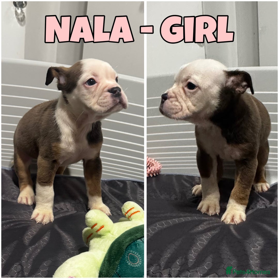 Olde English Bulldogge dogs for sale: Olde English bulldog pups 🐶  - Image 3